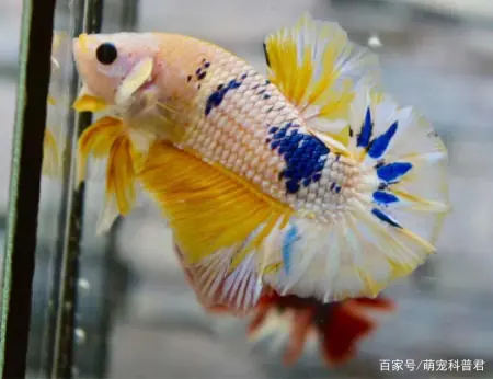 泰国斗鱼吃什么食物？保持美丽的前提下，喂食很关键(泰国斗鱼吃啥)